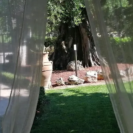 Ulivo Del Duca Fermignano